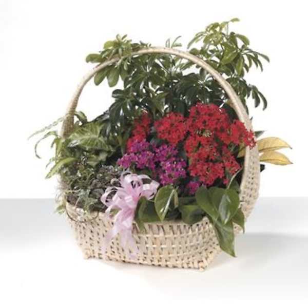 Basket of potted flowering plants with a pink ribbon