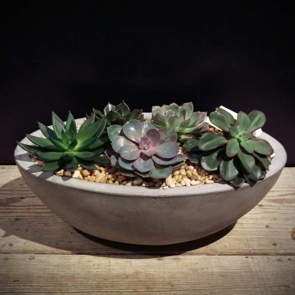Succulent Oasis Garden
