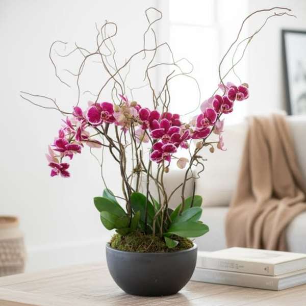 Colorful Orchid Plants (Colors vary...but will not be white unless requested)