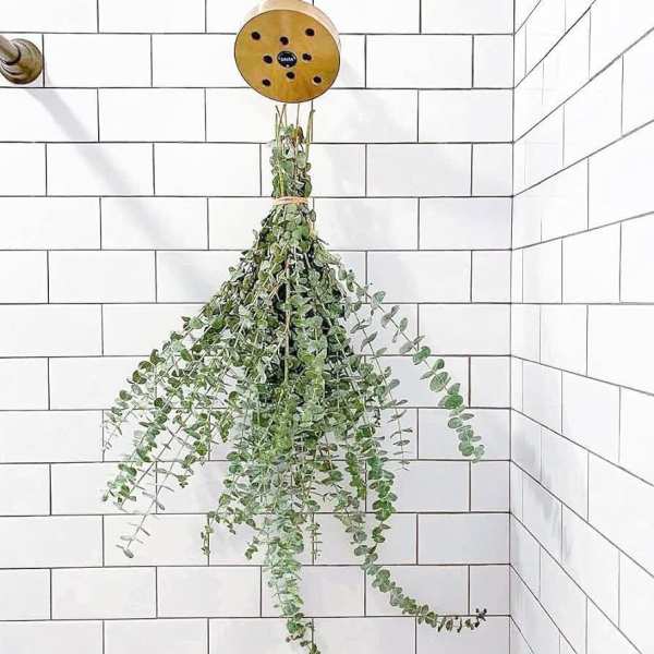 Hanging bundle of trailing eucalyptus against white tile