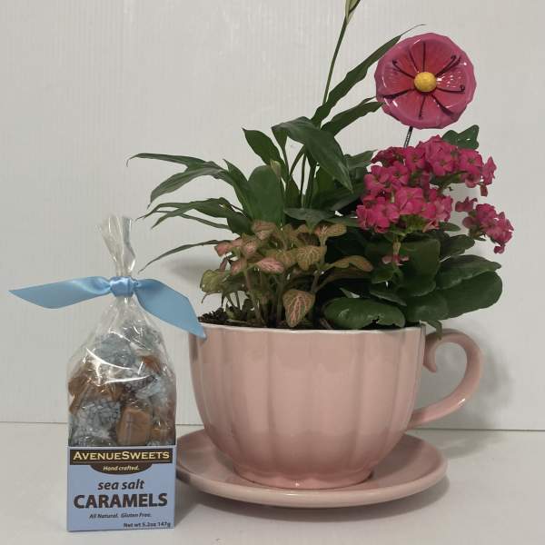 Cup of Love Flowering Plant
