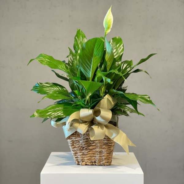6" Peace lily (containers vary)