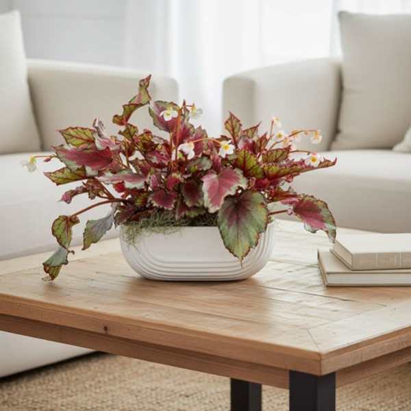 Rex Begonias in long ceramic planter (lmtd availability)