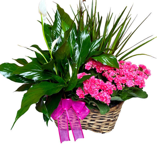 Planter with leafy green plants, a white bloom, and bright pink flowers in a woven basket with a pink bow.