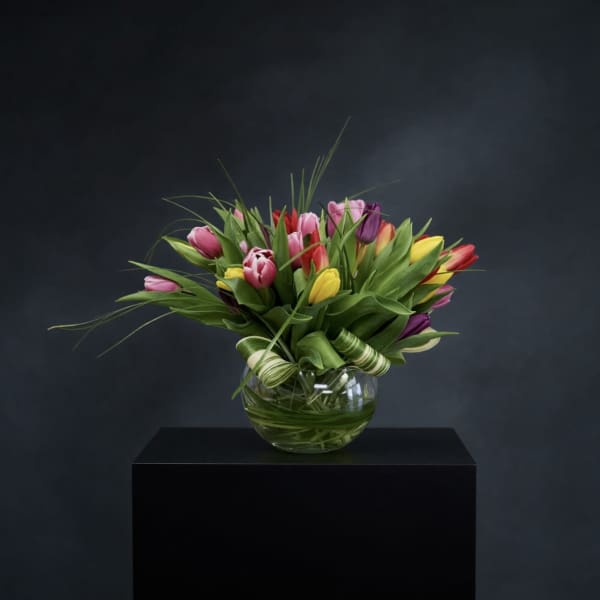 Tulip Explosion