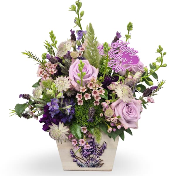 Lavender Dream
