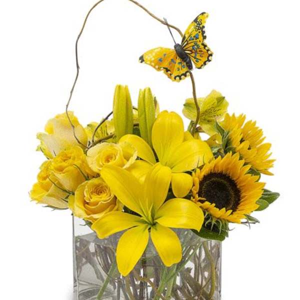 Bright Butterfly Cube