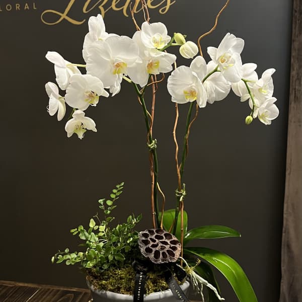 White orchid plant in a gray pot with moss and decorative accents