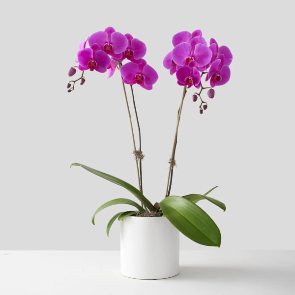 Two magenta orchid stems in a white pot
