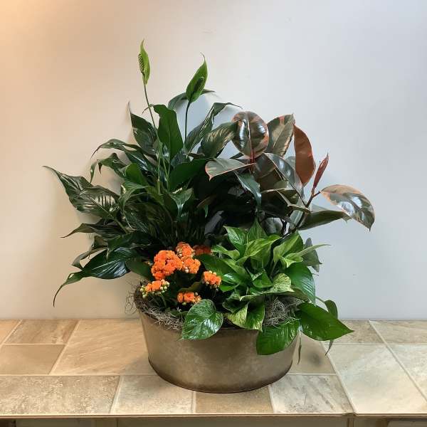 Potted tropical plant arrangement with orange blooms in a low container