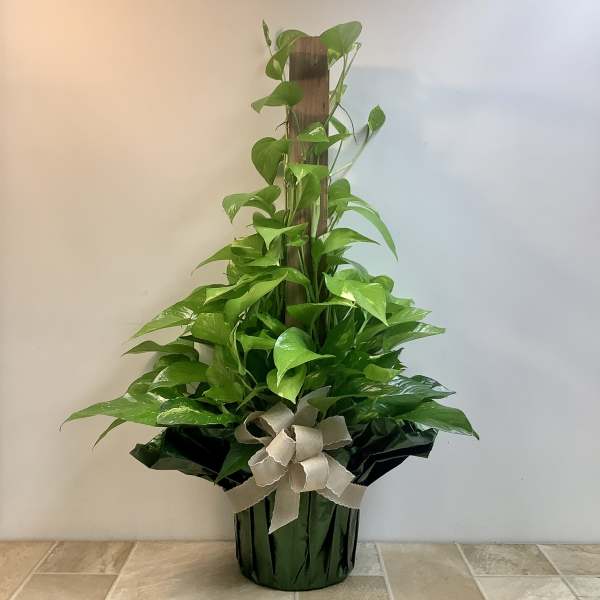 Potted pothos plant with a ribbon bow in a black container