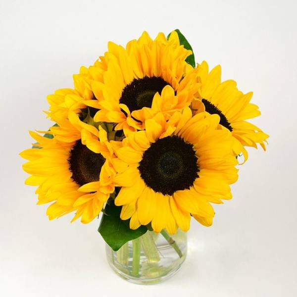 Sunshine