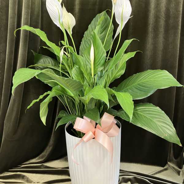 Large Peace Lily Plant