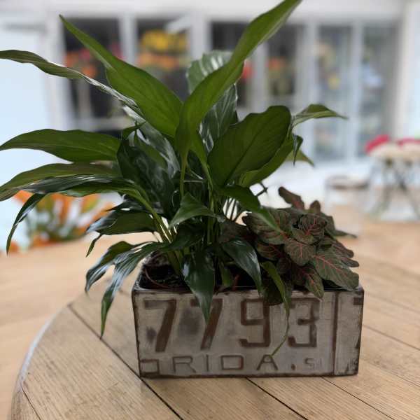 License Plate Tin with 2 Tropical Plants