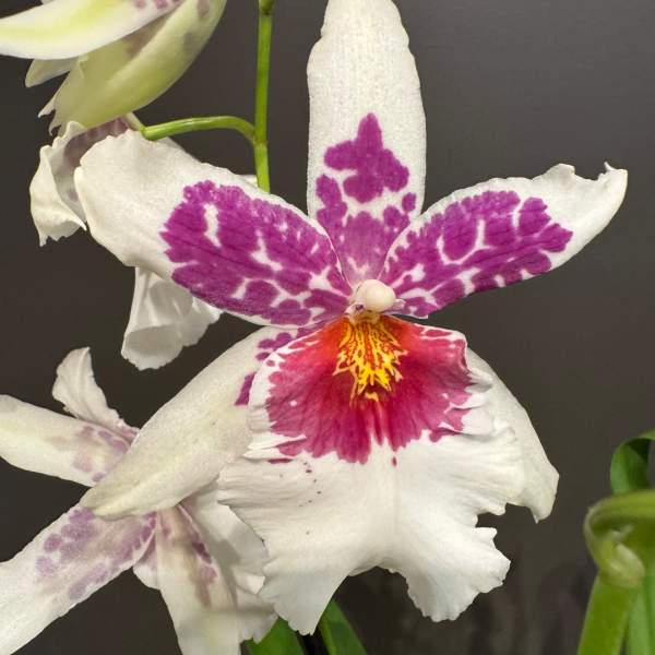 Exotic Orchid – Potted, Various Colors and Varieties