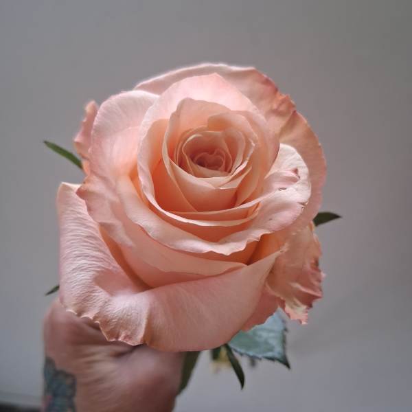 Hand holding a pale peach rose bloom