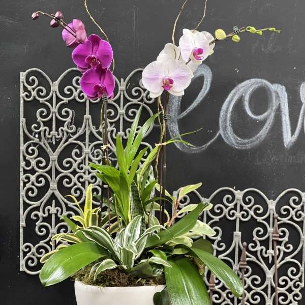 Potted orchid arrangement with white and magenta blooms in a white bowl planter