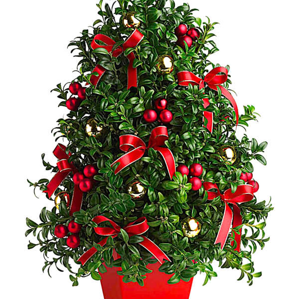 Potted evergreen topiary decorated with red ribbons and berries
