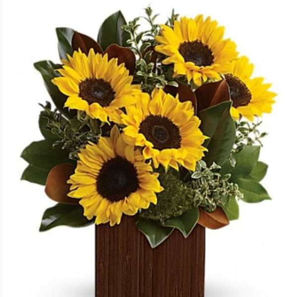 Sunflower arrangement in a wooden box with dark green foliage