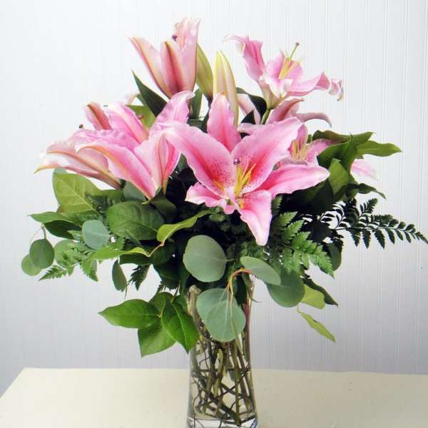Lily Surprise