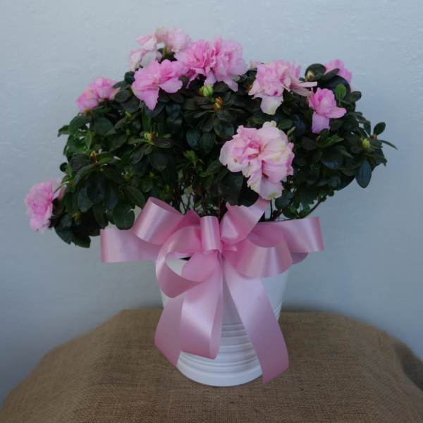 Pink flowers in a white pot with a large pink ribbon