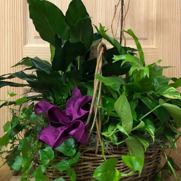 Basket arrangement with purple orchids and lush green plants