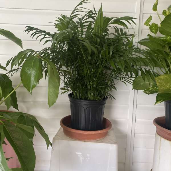 Potted green palm plant in a black nursery pot on a stand