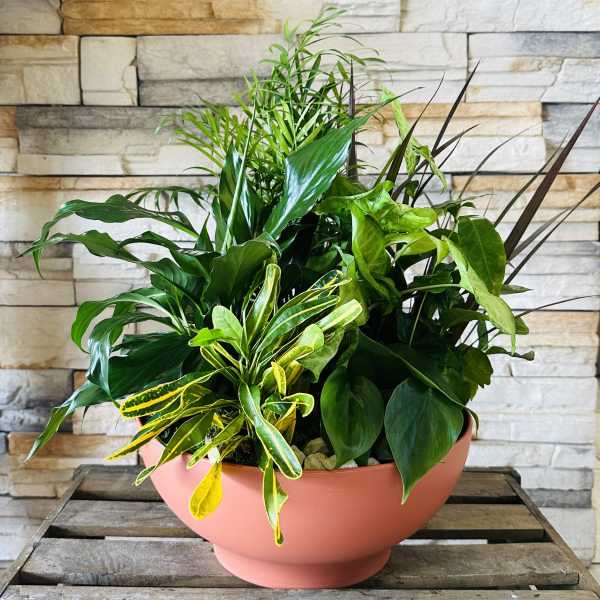Mixed green houseplants in a pink bowl planter