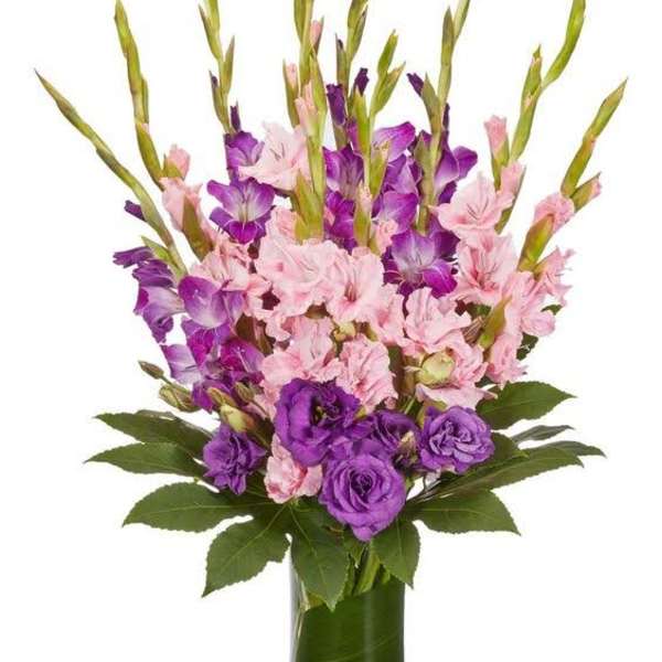 Purple and Pinks