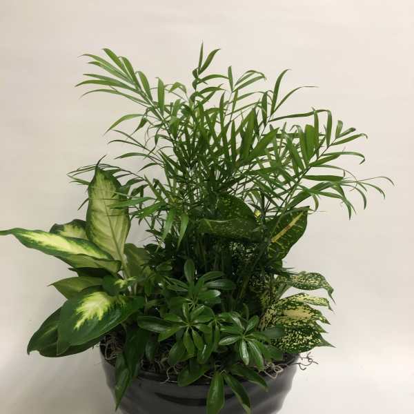Mixed green houseplant arrangement in a dark pot