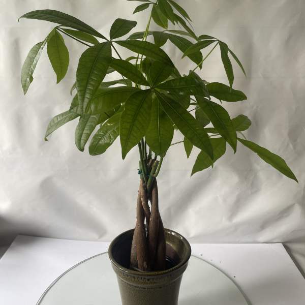 Potted money tree plant with braided trunk and broad green leaves