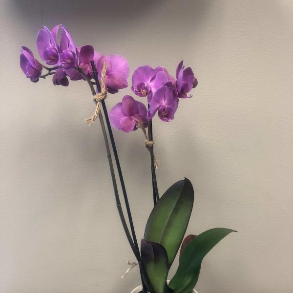 Modern Pink Orchid