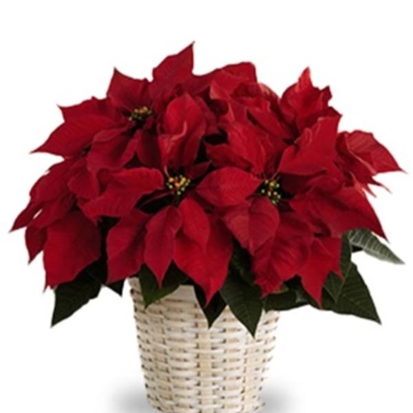 Red poinsettia plant in a woven basket