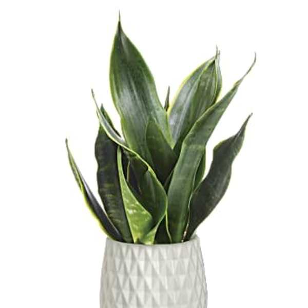 Potted snake plant in a white textured planter on a wooden stand