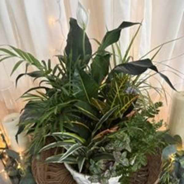 8" Dish Garden
