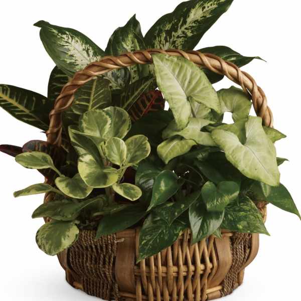 Emerald Garden Basket