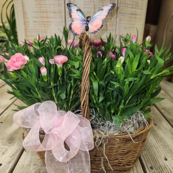 Double mini dianthus basket