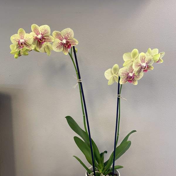 Orchid Green/Yellow-2 spikes