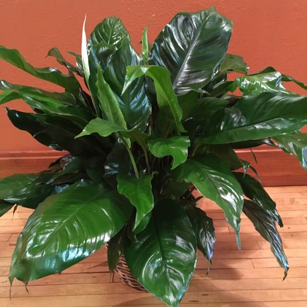 Large potted peace lily plant with glossy green leaves in a wicker basket.