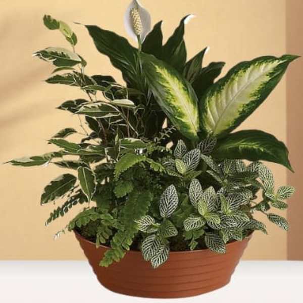 Dish Garden green plants