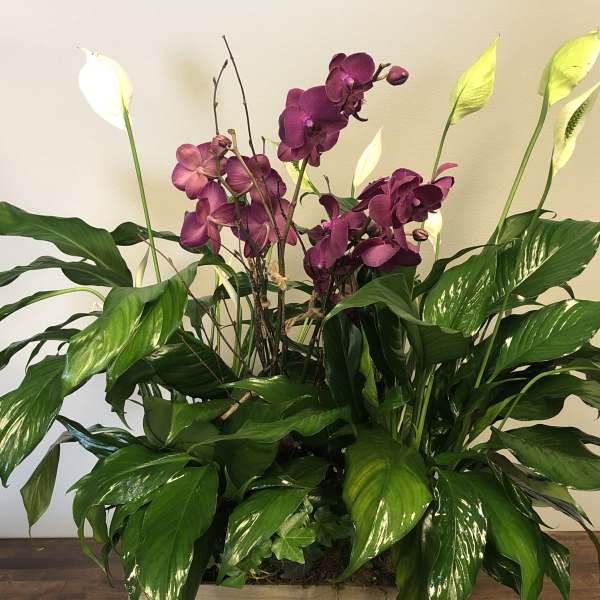 Purple orchids and white peace lilies in a lush green plant arrangement