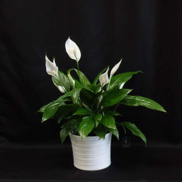 Peace Lily