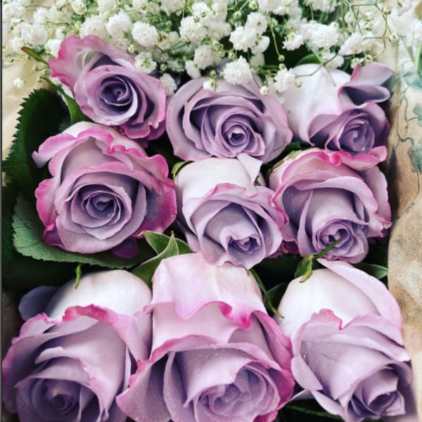 Bouquet of lavender roses with white baby's breath