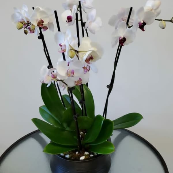 Potted white orchids with pink centers in a black container