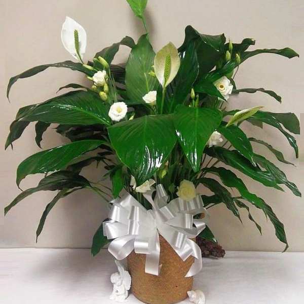 Peace lily with Cut Flowers - Spathiphyllum