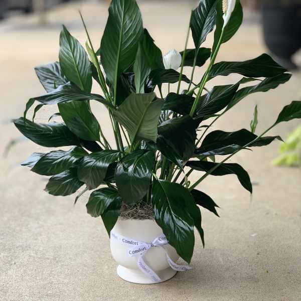 Potted peace lily with white blooms and a ribbon bow