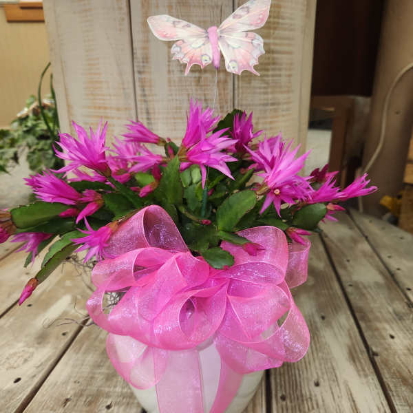6" spring cactus planter