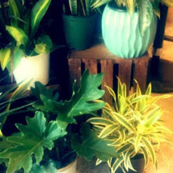 Assorted potted houseplants in white, green, and blue containers