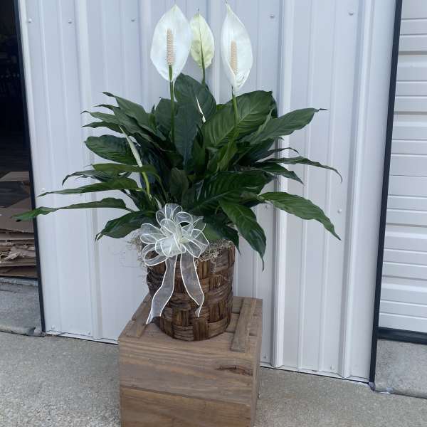 Potted peace lily arrangement with white blooms and a ribbon bow