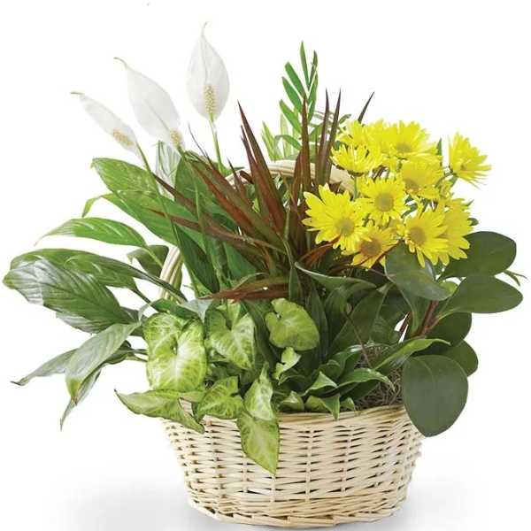Basket arrangement with yellow daisies and white peace lilies